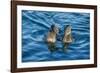 Flightless cormorant pair in courtship,  Puerto Pajas, Isabela Island, Galapagos-Tui De Roy-Framed Photographic Print