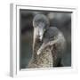 Flightless cormorant pair in courtship Puerto Pajas, Isabela Island, Galapagos-Tui De Roy-Framed Photographic Print