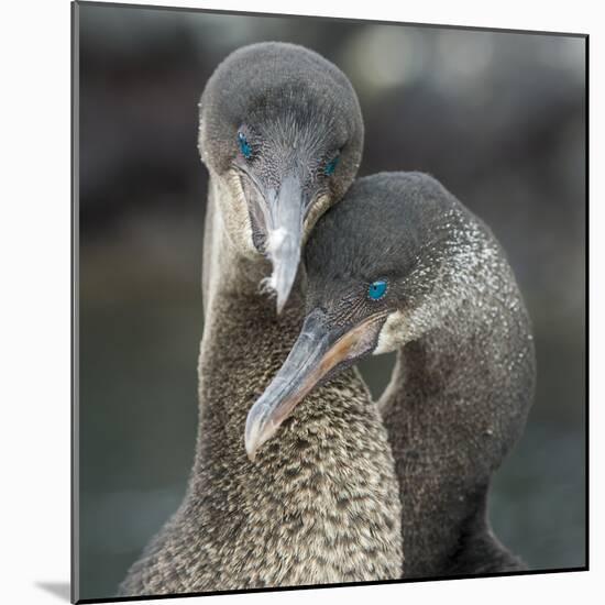 Flightless cormorant pair in courtship Puerto Pajas, Isabela Island, Galapagos-Tui De Roy-Mounted Photographic Print