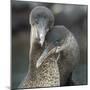 Flightless cormorant pair in courtship Puerto Pajas, Isabela Island, Galapagos-Tui De Roy-Mounted Photographic Print