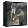 Flightless cormorant pair in courtship Puerto Pajas, Isabela Island, Galapagos-Tui De Roy-Framed Stretched Canvas