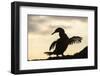 Flightless cormorant silhouetted,  Punta Espinosa, Fernandina Island, Galapagos-Tui De Roy-Framed Photographic Print