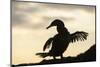 Flightless cormorant silhouetted,  Punta Espinosa, Fernandina Island, Galapagos-Tui De Roy-Mounted Photographic Print