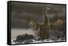 Flightless Cormorant-DLILLC-Framed Stretched Canvas