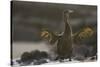 Flightless Cormorant-DLILLC-Stretched Canvas