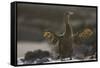 Flightless Cormorant-DLILLC-Framed Stretched Canvas