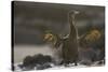 Flightless Cormorant-DLILLC-Stretched Canvas