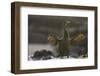 Flightless Cormorant-DLILLC-Framed Photographic Print