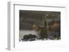 Flightless Cormorant-DLILLC-Framed Photographic Print