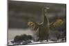 Flightless Cormorant-DLILLC-Mounted Photographic Print