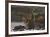 Flightless Cormorant-DLILLC-Framed Photographic Print