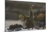 Flightless Cormorant-DLILLC-Mounted Photographic Print