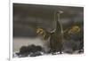 Flightless Cormorant-DLILLC-Framed Photographic Print