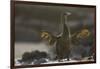 Flightless Cormorant-DLILLC-Framed Photographic Print