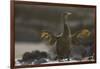 Flightless Cormorant-DLILLC-Framed Photographic Print