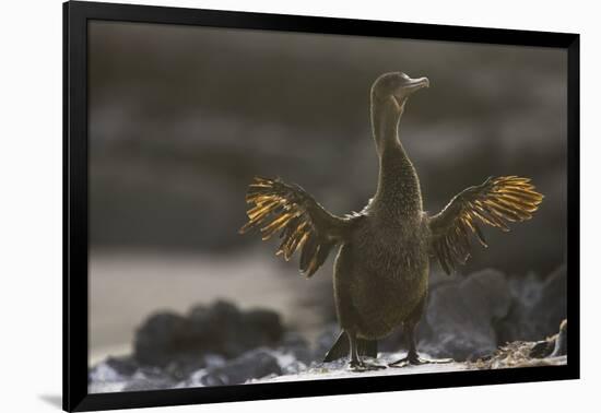 Flightless Cormorant-DLILLC-Framed Photographic Print