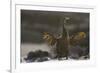 Flightless Cormorant-DLILLC-Framed Photographic Print