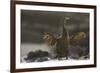 Flightless Cormorant-DLILLC-Framed Photographic Print