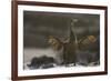 Flightless Cormorant-DLILLC-Framed Photographic Print