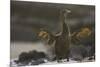 Flightless Cormorant-DLILLC-Mounted Photographic Print