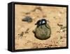 Flightless Dung Beetle Rolling Brood Ball, Addo National Park, South Africa, Africa-Ann & Steve Toon-Framed Stretched Canvas