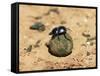 Flightless Dung Beetle Rolling Brood Ball, Addo National Park, South Africa, Africa-Ann & Steve Toon-Framed Stretched Canvas