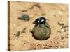 Flightless Dung Beetle Rolling Brood Ball, Addo National Park, South Africa, Africa-Ann & Steve Toon-Stretched Canvas