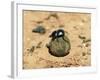 Flightless Dung Beetle Rolling Brood Ball, Addo National Park, South Africa, Africa-Ann & Steve Toon-Framed Photographic Print