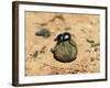 Flightless Dung Beetle Rolling Brood Ball, Addo National Park, South Africa, Africa-Ann & Steve Toon-Framed Photographic Print