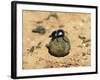 Flightless Dung Beetle Rolling Brood Ball, Addo National Park, South Africa, Africa-Ann & Steve Toon-Framed Photographic Print