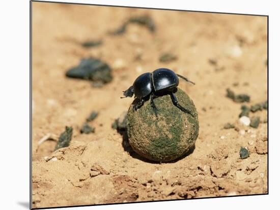 Flightless Dung Beetle Rolling Brood Ball, Addo National Park, South Africa, Africa-Ann & Steve Toon-Mounted Photographic Print