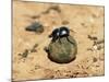 Flightless Dung Beetle Rolling Brood Ball, Addo National Park, South Africa, Africa-Ann & Steve Toon-Mounted Photographic Print