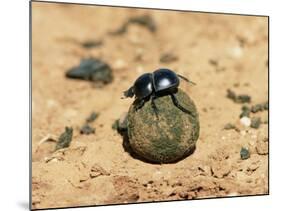 Flightless Dung Beetle Rolling Brood Ball, Addo National Park, South Africa, Africa-Ann & Steve Toon-Mounted Photographic Print