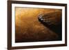 Flipper and Fur of Southern Elephant Seal-null-Framed Photographic Print