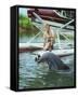 Flipper-null-Framed Stretched Canvas