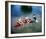 Flipper-null-Framed Photo