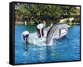 Flipper-null-Framed Stretched Canvas