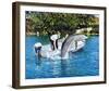 Flipper-null-Framed Photo