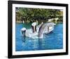 Flipper-null-Framed Photo