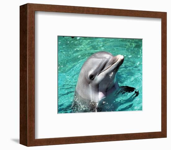 Flipper-null-Framed Photo