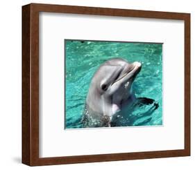 Flipper-null-Framed Photo