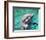 Flipper-null-Framed Photo