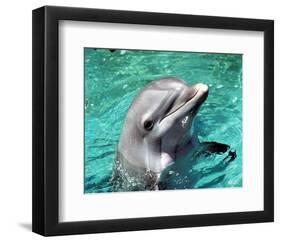 Flipper-null-Framed Photo