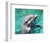 Flipper-null-Framed Photo