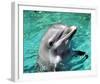 Flipper-null-Framed Photo