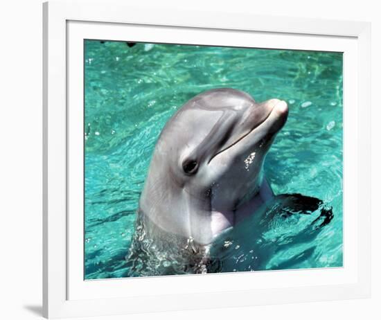 Flipper-null-Framed Photo