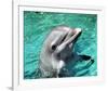 Flipper-null-Framed Photo