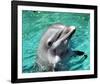 Flipper-null-Framed Photo