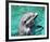 Flipper-null-Framed Photo