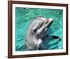 Flipper-null-Framed Photo